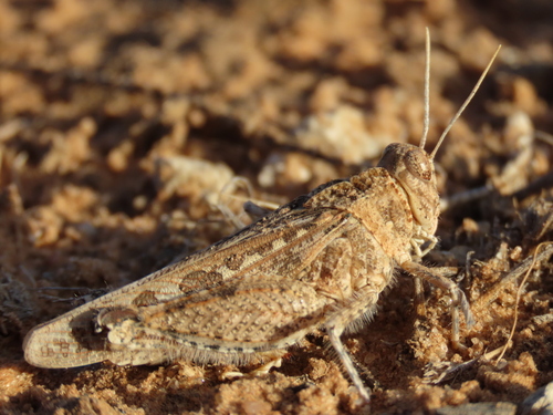 Euryphymus