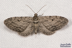 Eupithecia behrensata