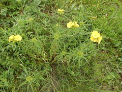 Oenothera berlandieri pinifolia