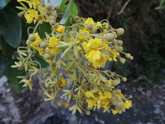 Yellow bells (Thryallis brachystachys)