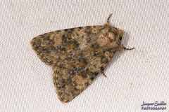 Pseudobryomima fallax