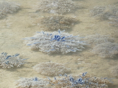 Cassiopea andromeda image