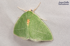 Chlorosea banksaria