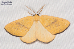 Hesperumia fumosaria