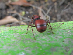 Atta laevigata