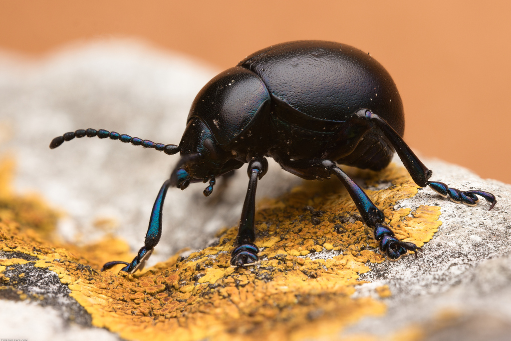 Timarcha nicaeensis