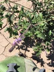Verbena lasiostachys