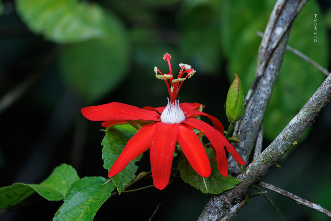 Passiflora coccinea