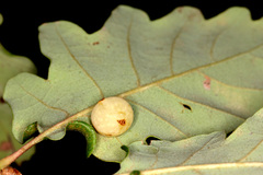 Cynips quercus