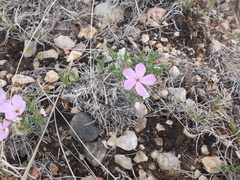 Phlox alyssifolia