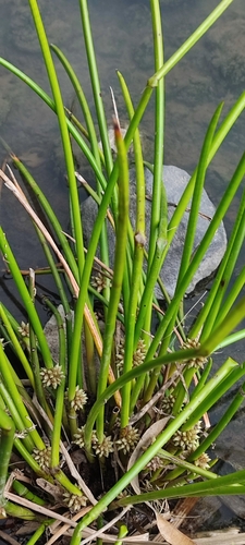 Schoenoplectiella articulata, 2023-12-27