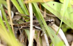 Platycleis albopunctata albopunctata