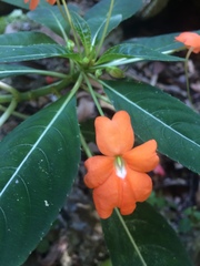 Impatiens hawkeri