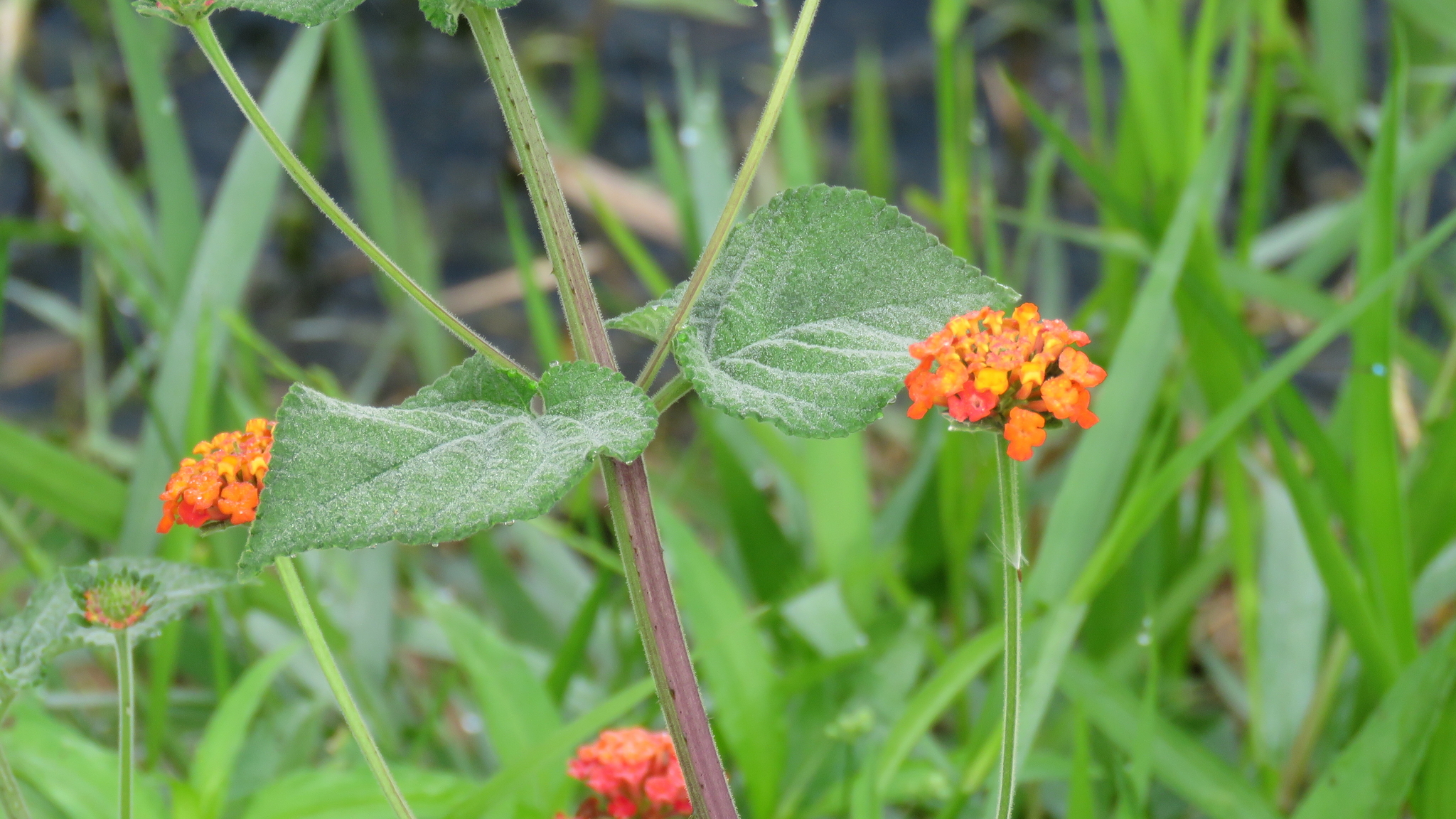 Lantana camara