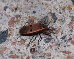 Physopelta quadriguttata