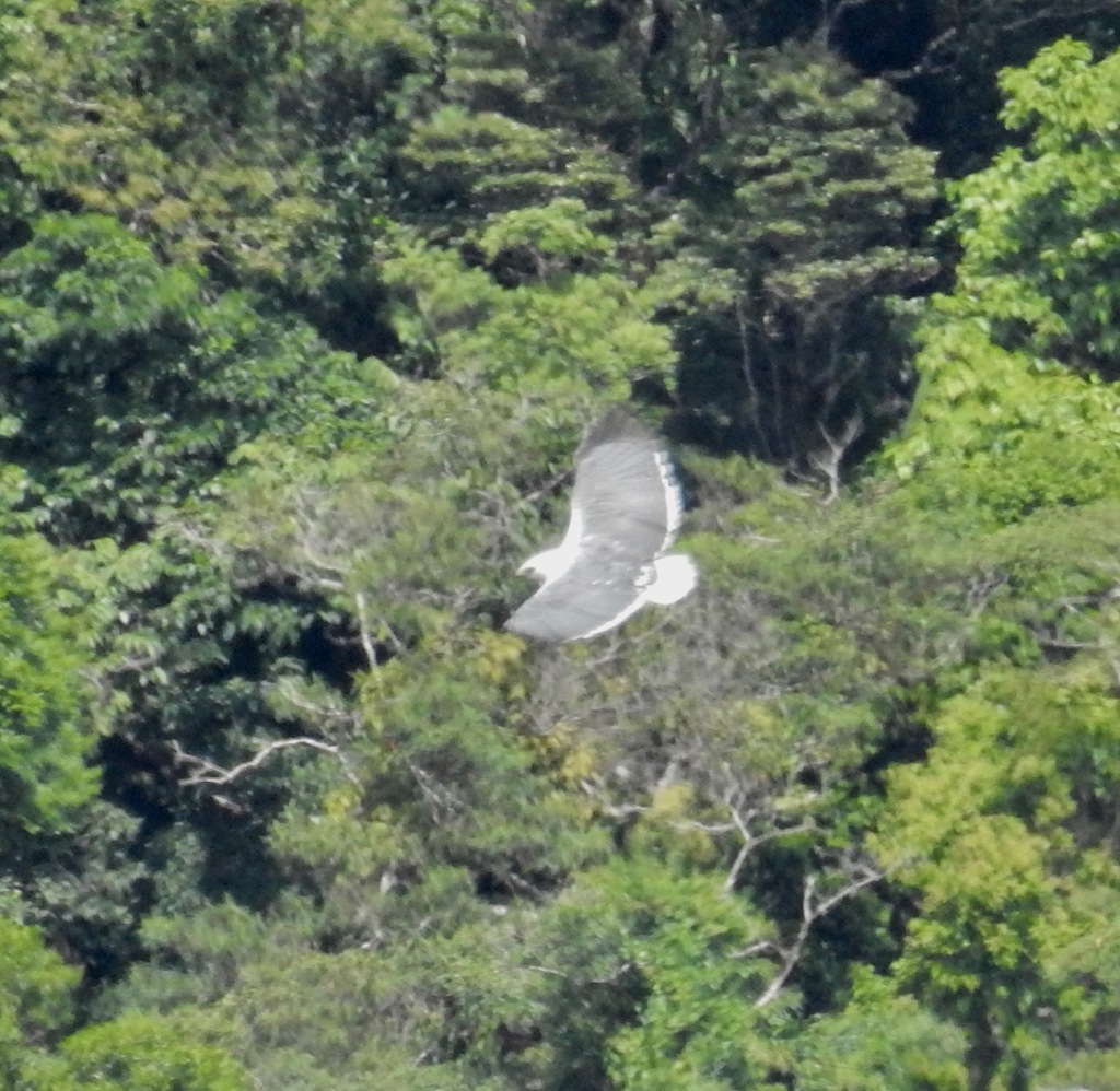 Mantled Hawk