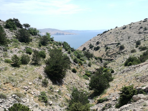 borovica čierna (Pinus nigra)