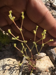 Chorizanthe brevicornu