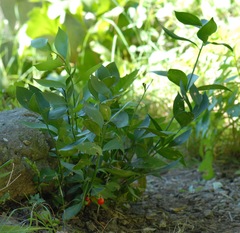 Ruscus hypophyllum