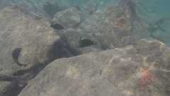 Halichoeres marginatus