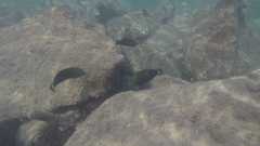 Halichoeres marginatus