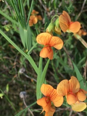 Lathyrus hierosolymitanus