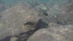 Halichoeres marginatus