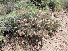 Calliandra eriophylla