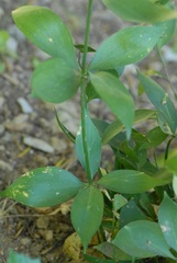 Ruscus hypophyllum