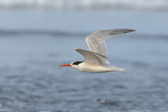 Elegant Tern photo 3