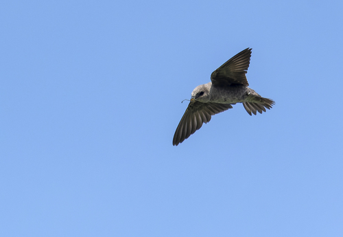Peruvian Martin (Progne murphyi), photo 1