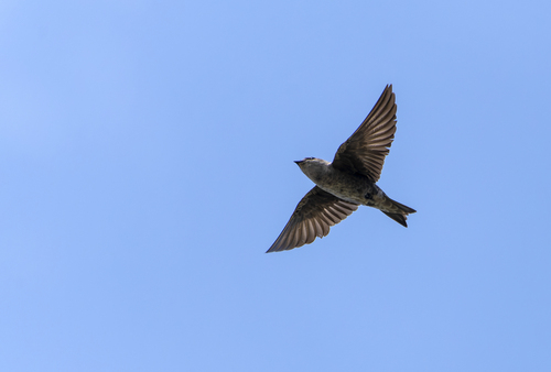 Peruvian Martin (Progne murphyi), photo 10