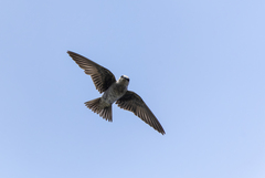Peruvian Martin photo 3