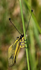 Libelloides longicornis
