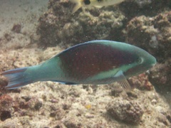 East-Indies Parrotfish photo 4