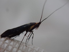 Adela caeruleella