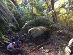 Sugar Palm (Arenga wightii)