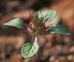 Acanthomintha lanceolata