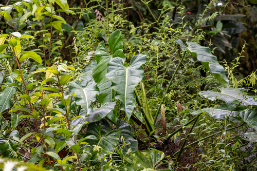Philodendron sagittifolium, photograph 4
