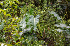 Philodendron sagittifolium, photograph (c) Richard Littauer, some rights reserved (CC BY)