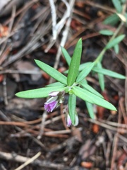 Polygala rupestris