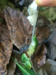 Polyura