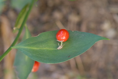 Ruscus hypophyllum