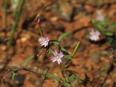 Epilobium minutum