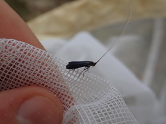 Adela caeruleella