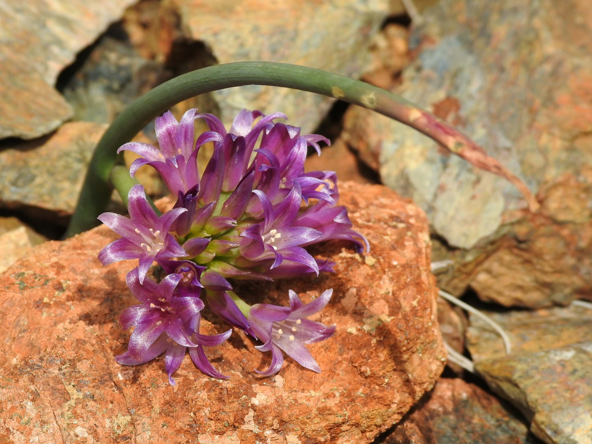 Allium sharsmithiae