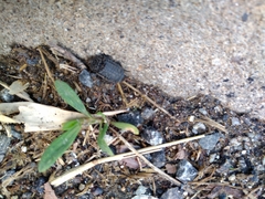 Thanatophilus rugosus