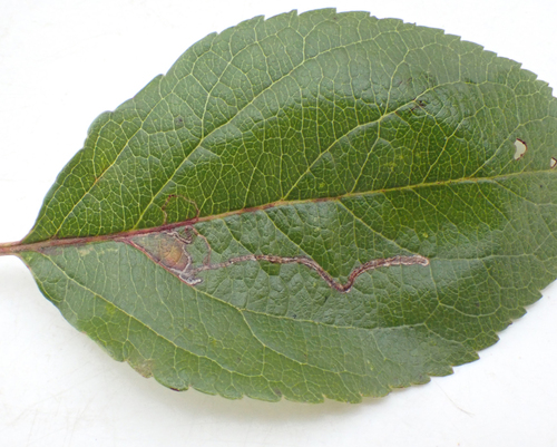 Apple Leafminer