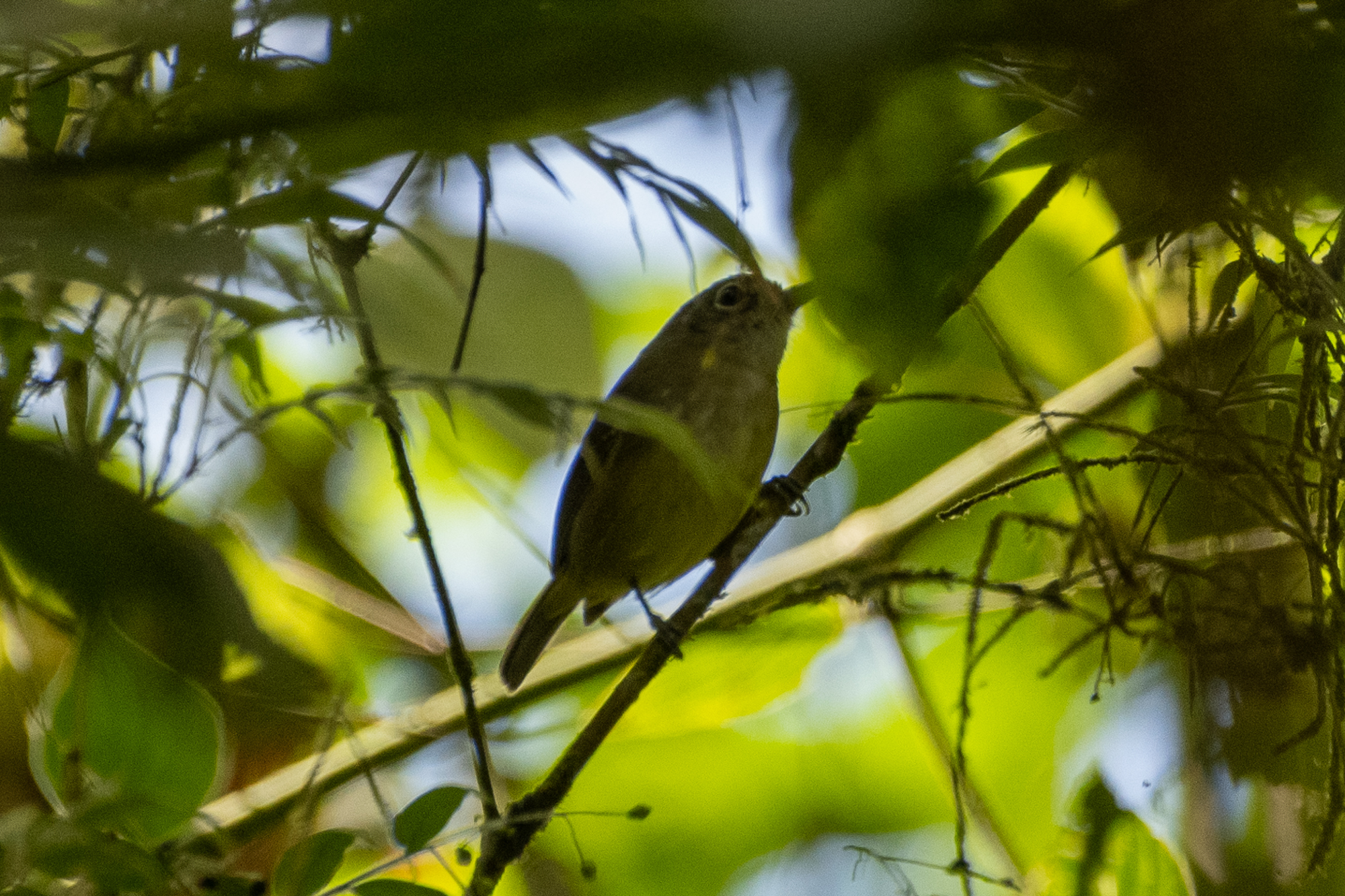 Lesser Greenlet (Pachysylvia decurtata)