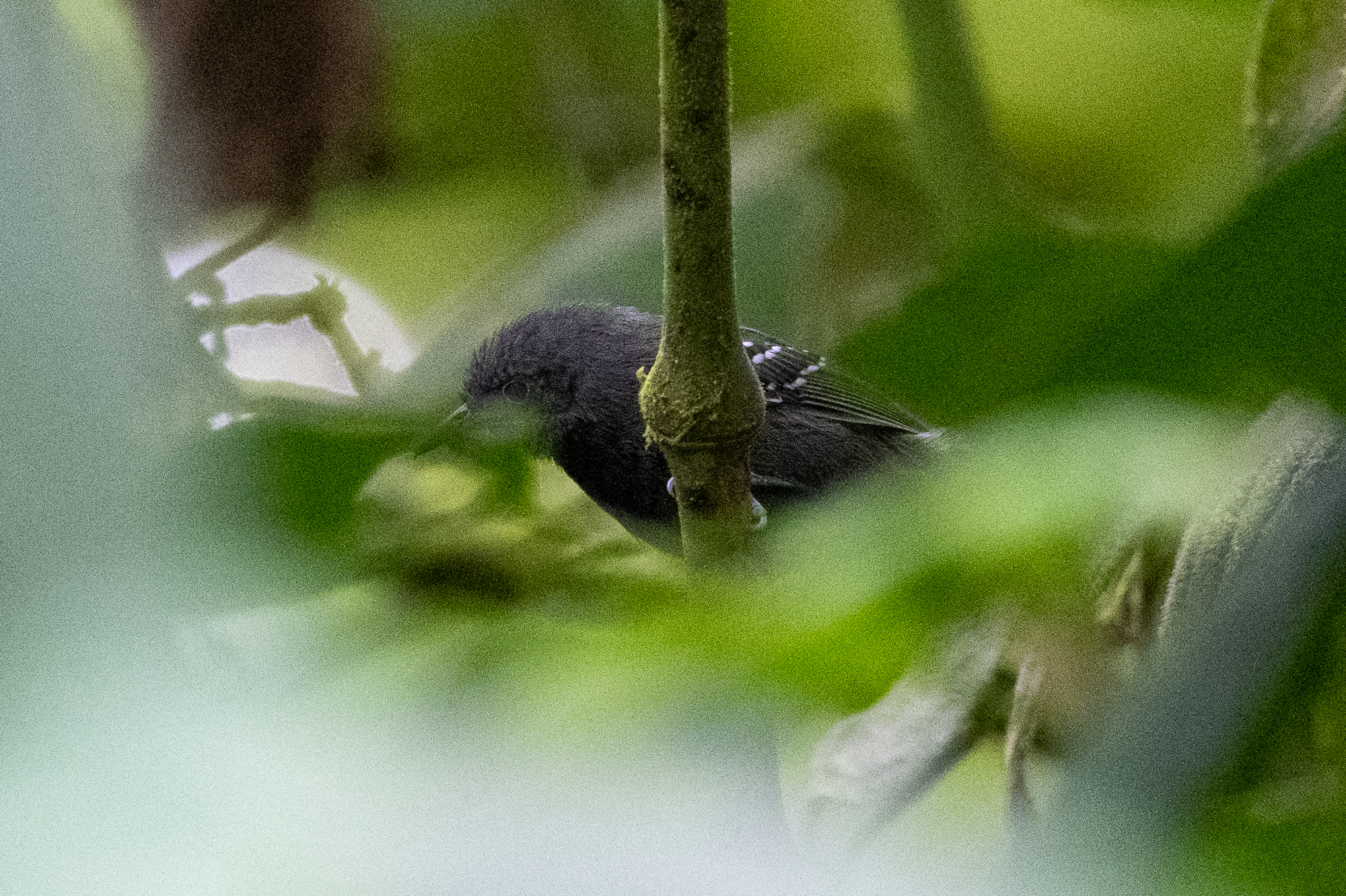 Slaty Antwren illustration
